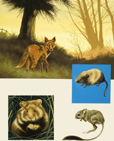 Unidentifizierte Landtiere Montage einschließlich Fuchs von English School