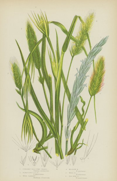 Aufrechte Strandhafer, Hängende Strandhafer, Waldgerste, Wiesenhafer, Mauerhafer, Strandhafer von English School