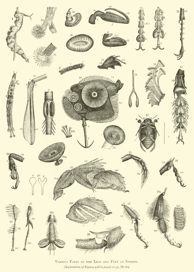 Verschiedene Teile der Beine und Füße von Insekten von English School