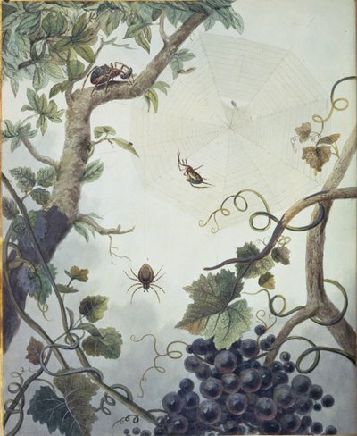 Verschiedene Spinnen und ein Netz, Illustration aus 