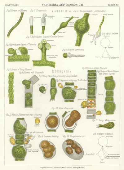 Vaucheria und Oedogonium von English School