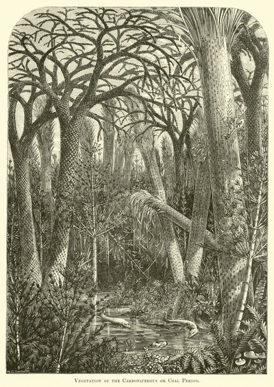 Vegetation der Karbon- oder Kohleperiode von English School