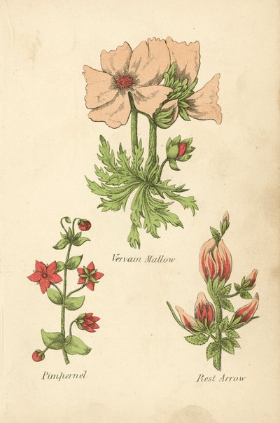 Eibisch-Malve, Pimpernelle, Pfeilwurz von English School