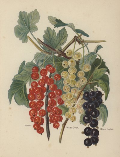 Victoria, White Dutch, Black Naples von English School