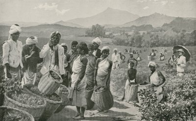 Ansicht eines Teegartens in Ceylon von English School