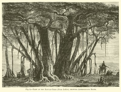 Ansicht des Banyanbaums (Ficus Indica), mit Adventivwurzeln von English School