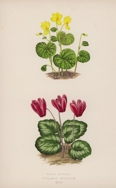 Viola Biflora; Cyclamen Repandum von English School