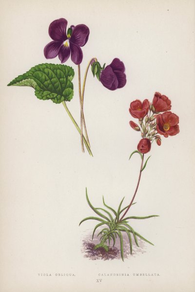 Viola Obliqua; Calandrinia Umbellata von English School