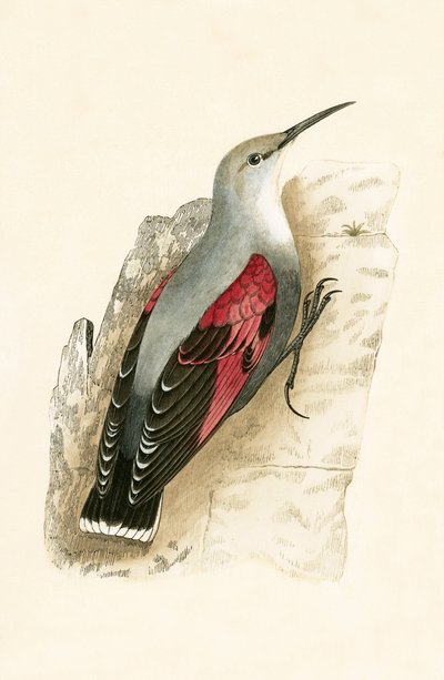 Mauerläufer, Illustration aus 