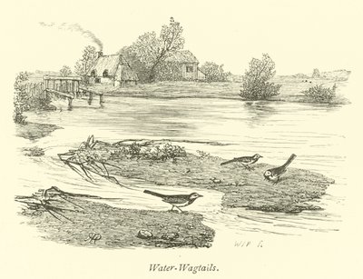 Bachstelzen von English School