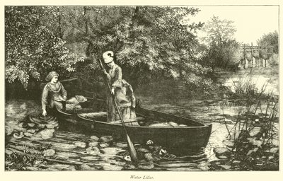 Seerosen von English School