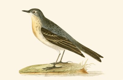 Wasserpieper, Illustration aus 