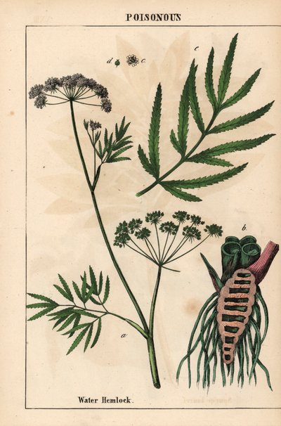 Wasserschierling zeigt Blätter, Wurzelstruktur und Blüten. Cicuta virosa, aus 