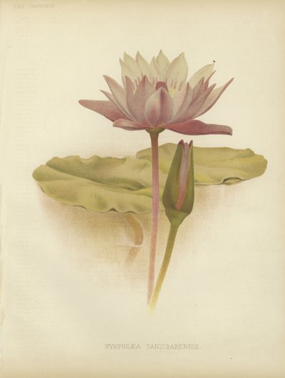 Seerose von English School
