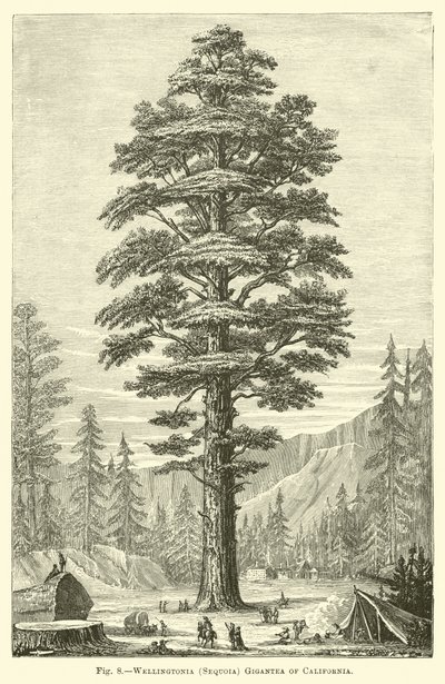 Wellingtonia (Sequoia) Gigantea von Kalifornien von English School