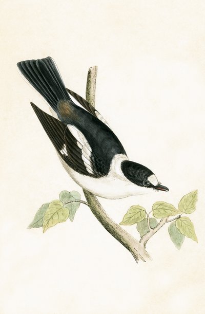 Weißhalsfliegenschnäpper, Illustration aus 