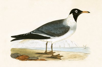 Weißäugige Möwe, Illustration aus 