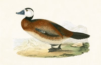 Weißkopfente, Illustration aus 