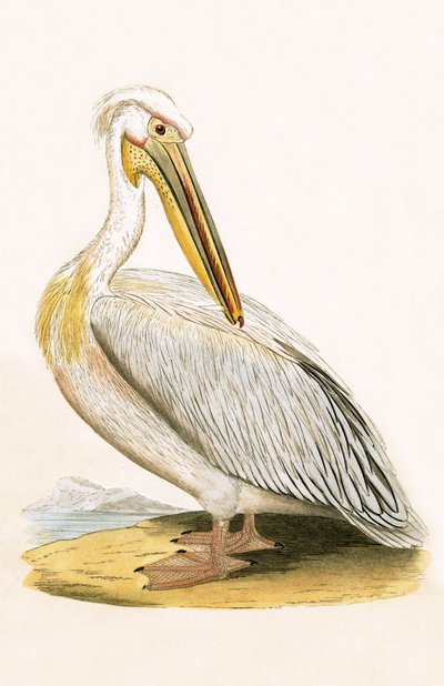 Weißer Pelikan, Illustration aus 