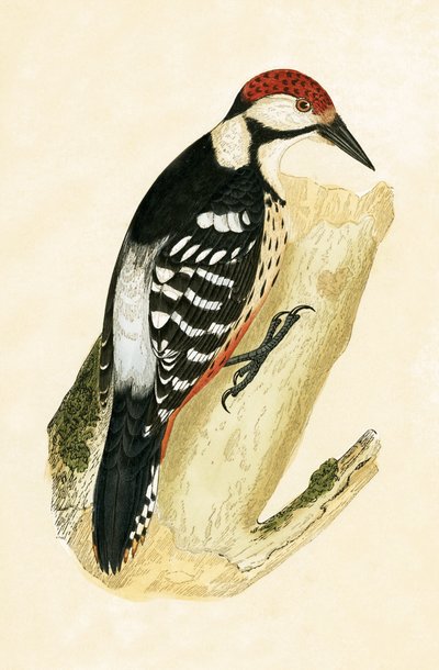 Weißrückenspecht, Illustration aus 