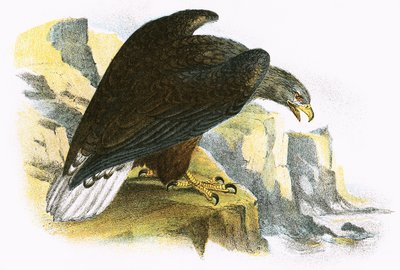 Seeadler von English School