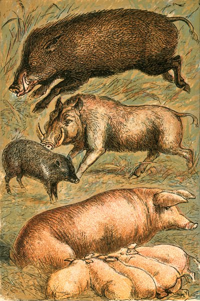 Wildschwein, Warzenschwein, Pekari, Sau und Ferkel von English School
