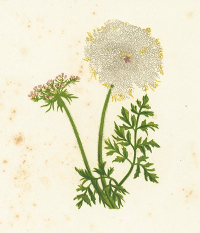 Wilde Möhre, Daucus Carota von English School