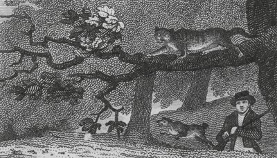 Wildkatze von English School