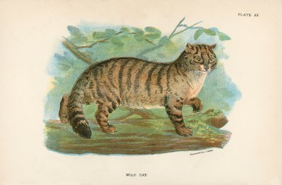 Wildkatze von English School
