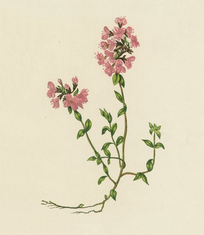 Wilder Thymian, Thymus Serpyllum von English School