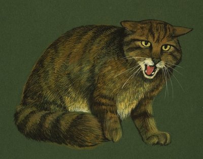 Wildkatze von English School