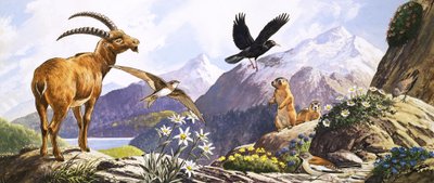 Wildtiere in Mitteleuropa, Illustration aus 