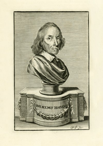William Harvey von English School