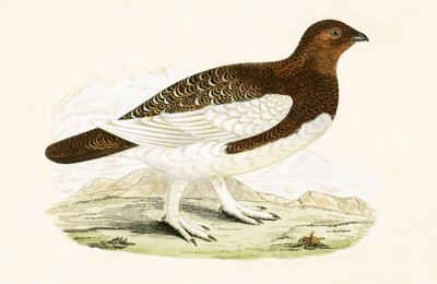 Weidenhuhn, Illustration aus 