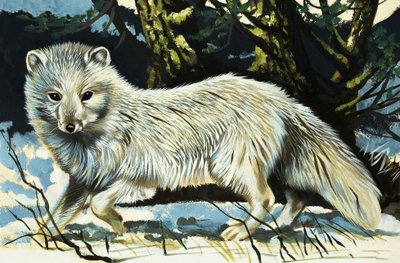 Wolf von English School