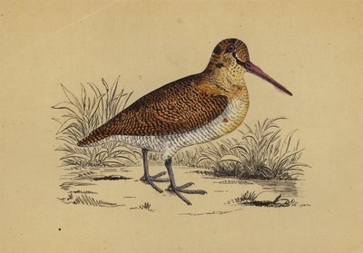 Waldschnepfe von English School
