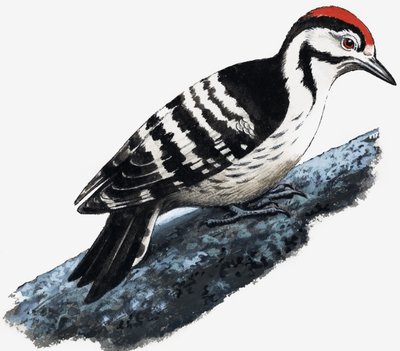 Specht (Flaumspecht) von English School