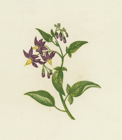 Bittersüßer Nachtschatten, Solanum Dulcamara von English School