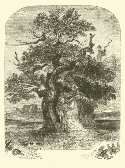 Yardley-Eiche von English School