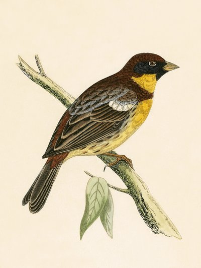 Gelbbrauenammer, Illustration aus 