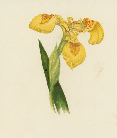 Gelbe Schwertlilie, Iris Pseudacorus von English School