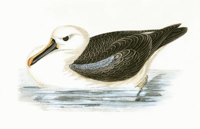 Gelbschnabelalbatros, Illustration aus 
