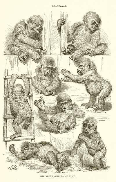 Junger Gorilla beim Spielen von English School