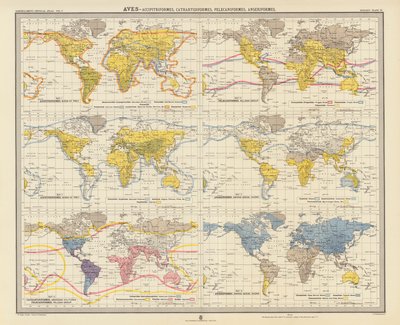 Zoogeographie: Vögel, Greifvögel, Neuweltgeier, Pelikanvögel, Gänsevögel (Farblithografie) von English School