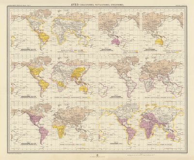 Zoogeographie: Aves, Rackenvögel, Papageienvögel, Eulen von English School