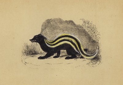 Zorilla von English School