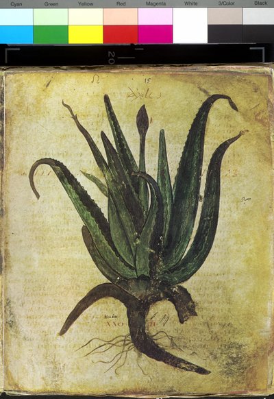 Ganzseitig: Blumenillustration: Aloe von Erich Lessing
