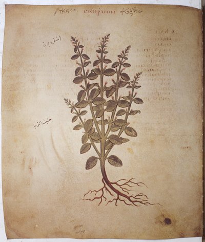 Teucrium scordium von Erich Lessing