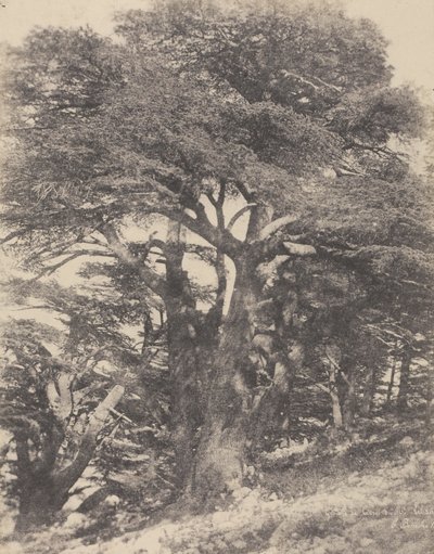 Gruppe von Zedernbäumen, Berg Libanon von Ernest Benecke
