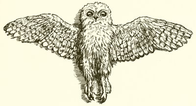 Der Adler und die Eule von Ernest Henry Griset